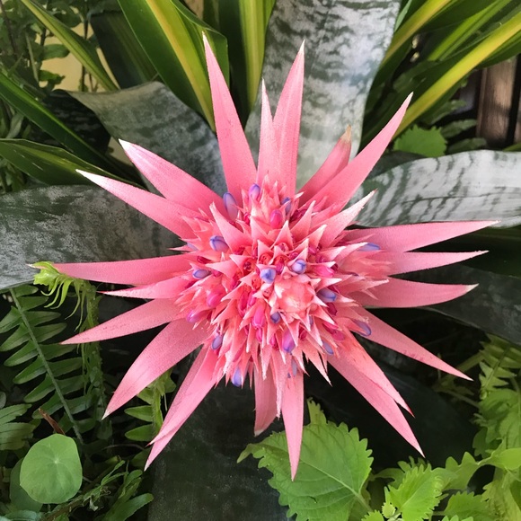 Sandy, POSH AMBASSADOR and POSH MENTOR! - Picture 5 of 5